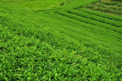 【【浓香型】2013年秋茶 安溪铁观音 特级乌龙茶 茶叶 散装礼盒批发】价格,厂家,图片,乌龙茶/青茶,福州市仓山区众仕达贸易-