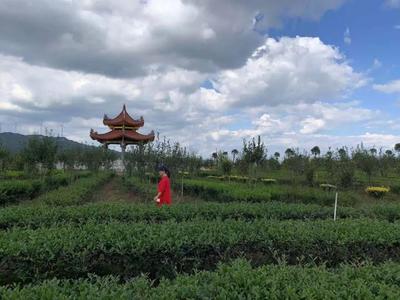 第三届安溪铁观音大师赛“铁粉团”之旅 收获满满,欢乐多多