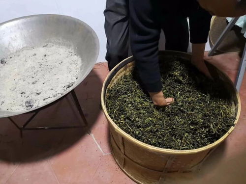 揭秘安溪铁观音的初制工艺