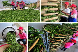 安溪铁观音 一缕茶香，千年传承