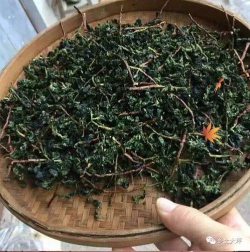 安溪铁观音秋茶开采喽 我在安溪等你们